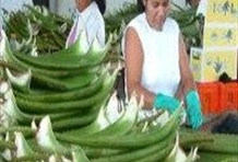 Aruba Highlights Tours